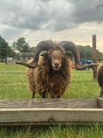 Ouessant stamboek dekram 2023, Dieren en Toebehoren, Schapen, Geiten en Varkens, Mannelijk, Schaap