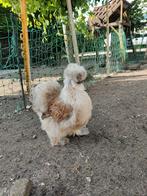 USA zijdehoen hennen!, Dieren en Toebehoren