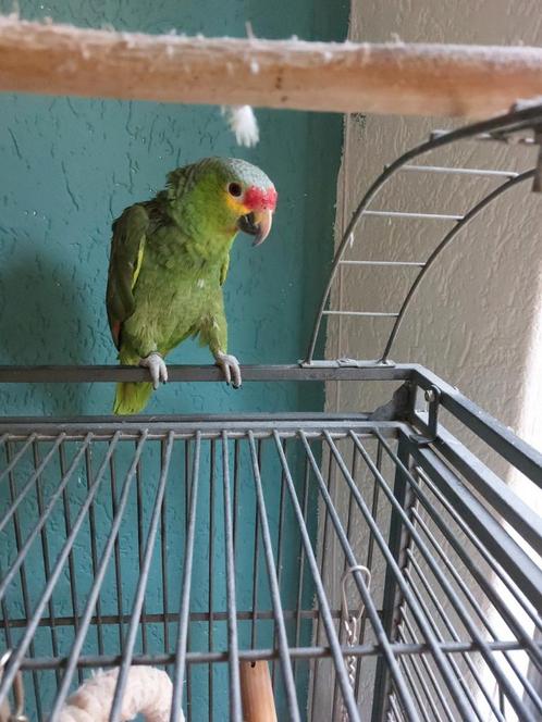 Papagaai, Dieren en Toebehoren, Vogels | Parkieten en Papegaaien