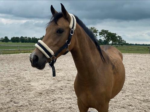 Mooie 3 jarige valk d pony, Dieren en Toebehoren, Pony's, Merrie, Onbeleerd, D pony (1.37m tot 1.48m), Dressuurpony, 3 tot 6 jaar