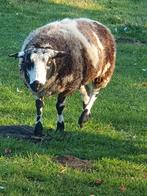 Schaap Drachtige ooien schapen Bonte schapen, Dieren en Toebehoren, Schapen, Geiten en Varkens, Vrouwelijk, Schaap