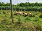 shropshire rammetjes, Dieren en Toebehoren, Schapen, Geiten en Varkens, Mannelijk, Schaap, 0 tot 2 jaar