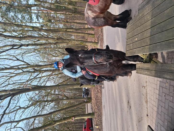 Gezocht goed koper paardrijlessen, Dieren en Toebehoren, Paarden en Pony's | Overige Paardenspullen, Nieuw, Overige soorten, Ophalen of Verzenden