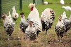 broedeieren van appenzeller spitskuif
1,00, Dieren en Toebehoren, Pluimvee, Geslacht onbekend, Kip