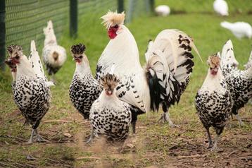 broedeieren van appenzeller spitskuif
1,00 beschikbaar voor biedingen
