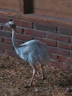 Witte nandoe, Dieren en Toebehoren, Pluimvee, Meerdere dieren, Eend