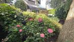 Gratis: Heleboel grote heesters, boompjes en hortensia’s, Ophalen, Vaste plant, Overige soorten