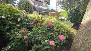 Gratis: Heleboel grote heesters, boompjes en hortensia’s beschikbaar voor biedingen