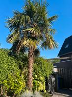 Winterharde Palmboom 4+ meter, Ophalen, Zomer, Volle zon, Palmboom