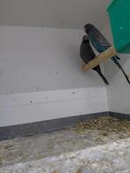 Blackface koppels, Dieren en Toebehoren, Meerdere dieren, Parkiet, Geringd