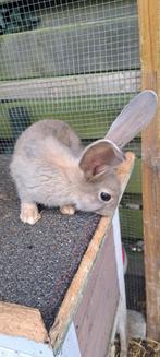Duitse x vlaamse reus, Dieren en Toebehoren, Konijnen, Meerdere dieren, Groot