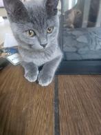 2 Britse korthaar & Blauwe rus kruising poezen, Poes, Ontwormd