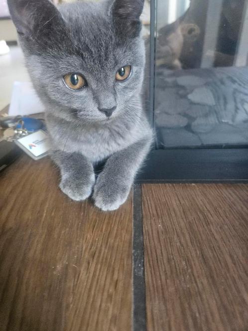 2 Britse korthaar & Blauwe rus kruising poezen, Dieren en Toebehoren, Katten en Kittens | Raskatten | Korthaar, Poes, Ontwormd