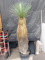 Yucca linearifolia ssp. Galeana 65, 200 cm, stam 135 cm, Tuin en Terras, Planten | Tuinplanten, Vaste plant, Overige soorten, Ophalen