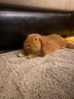 Lieve konijn Heidi te koop, Dieren en Toebehoren, Konijnen, Vrouwelijk, Dwerg, Hangoor, 0 tot 2 jaar