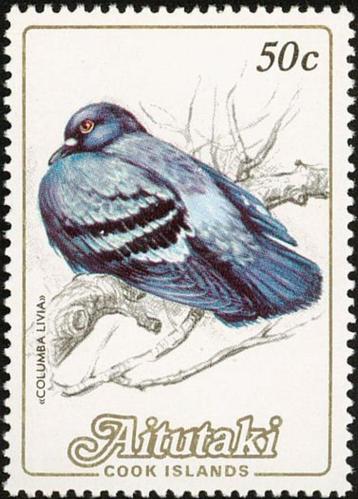AITUTAKI 38 - Dieren: vogels (rotsduif) beschikbaar voor biedingen
