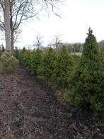 speciale struiken, Tuin en Terras, Ophalen, Overige soorten, Struik, 100 tot 250 cm