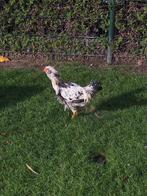 Araucana spoed, Dieren en Toebehoren, Mannelijk, Kip