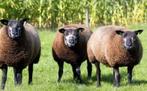 Diverse schapen drachtig en niet drachtig ooi ooien, Dieren en Toebehoren, Schapen, Geiten en Varkens, Vrouwelijk, Schaap