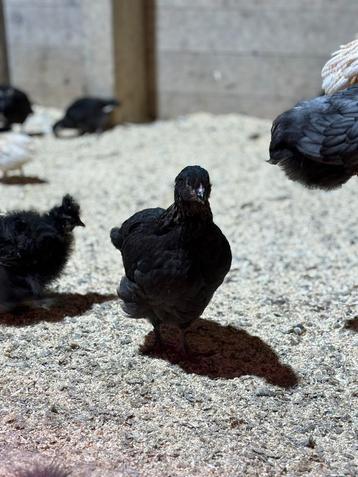 Kuikens te koop beschikbaar voor biedingen