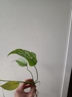 Monstera deliciosa albo variegata stek, Huis en Inrichting, Kamerplanten, Ophalen of Verzenden, Halfschaduw, Minder dan 100 cm