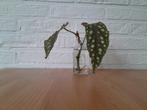 Stipbegonia en Tradescantia / vaderplant, Huis en Inrichting, Kamerplanten, Ophalen, Overige soorten, Minder dan 100 cm
