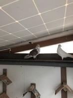 2 iraanse hoogvliegers te koop, Dieren en Toebehoren, Vogels | Duiven, Mannelijk, Overige soorten