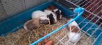 5  jonge bonte cavia's, Dieren en Toebehoren, Konijnen, Mannelijk