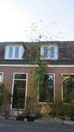 boomhoge bamboe: Phyllostachys vivax, Bloeit niet, Overige soorten, 400 cm of meer, Ophalen