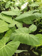 Surinaamse groente planten en groenten te  koop., Tuin en Terras, Planten | Tuinplanten, Volle zon, Groenteplanten, Eenjarig, Ophalen of Verzenden
