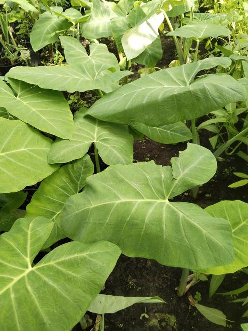 Surinaamse groente planten en groenten te  koop., Tuin en Terras, Planten | Tuinplanten, Eenjarig, Groenteplanten, Volle zon, Zomer