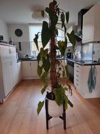 Plantenpot op onderstel. Met of zonder plant., Tuin en Terras, Bloempotten, Ophalen, Rond