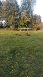 Mooie oussant rammen, Dieren en Toebehoren, Schapen, Geiten en Varkens, Mannelijk, Schaap