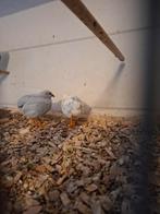 Chinese dwergkwartels, Meerdere dieren, Tropenvogel
