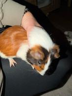 Cavia’s, Cavia, Mannelijk, December, Tam