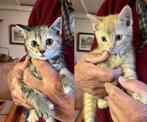 Boerderij kittens, Dieren en Toebehoren, Katten en Kittens | Raskatten | Korthaar, Meerdere dieren