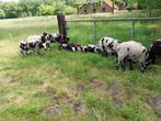Bonte Schapen zwoegervrij, ARR/ARR blindfactorvrij stamboek, Dieren en Toebehoren, Schapen, Geiten en Varkens, Meerdere dieren