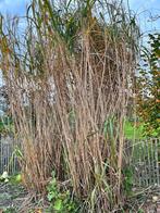Olifantsgras Miscanthus Giganteus te koop, Tuin en Terras, Planten | Tuinplanten, Volle zon, Vaste plant, Zomer, Ophalen