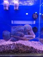 Flowerhorn, Dieren en Toebehoren, Zoetwatervis, Vis