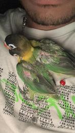 2 leuke handtamme agapornis handopfok kuikens te koop, Dieren en Toebehoren, Vogels | Parkieten en Papegaaien, Meerdere dieren