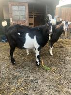 Bonte land geit bok, Mannelijk, Geit