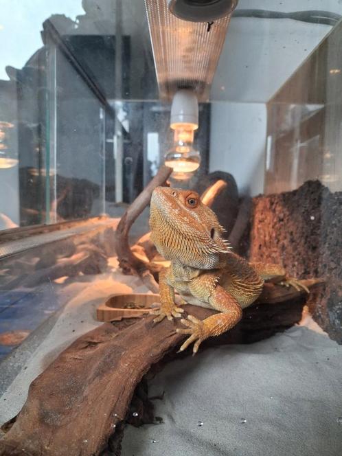 Leuke tamme baardagaam met terrarium, Dieren en Toebehoren, Reptielen en Amfibieën, Hagedis, 0 tot 2 jaar, Met terrarium, Tam