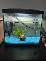 Aquarium, Dieren en Toebehoren, Vissen | Aquariumvissen, Vis