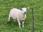 Te koop 2 rammen 75% engelse texelaar, Dieren en Toebehoren, Schapen, Geiten en Varkens, Mannelijk, Schaap