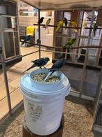 Kakariki, Meerdere dieren, Parkiet