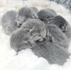 Blauwe rus kittens met Stamboom., Kater, Met stamboom