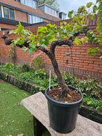 Druif (Vitis Vinifera) op zeer oude stam, Tuin en Terras, Planten | Bomen, Ophalen of Verzenden