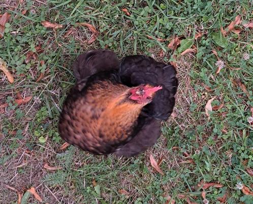 Vriendinnetje gevraagd, Dieren en Toebehoren, Pluimvee, Kip, Vrouwelijk