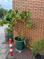 Vijgenboom Ambar uit Midden Marokko, Ophalen, Lente, Volle zon, In pot