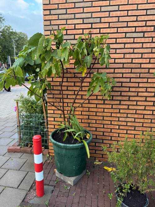 Vijgenboom Ambar uit Midden Marokko, Tuin en Terras, Planten | Fruitbomen, Vijgenboom, 100 tot 250 cm, Volle zon, Lente, In pot